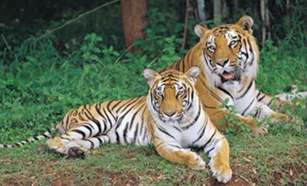 Wayanadu